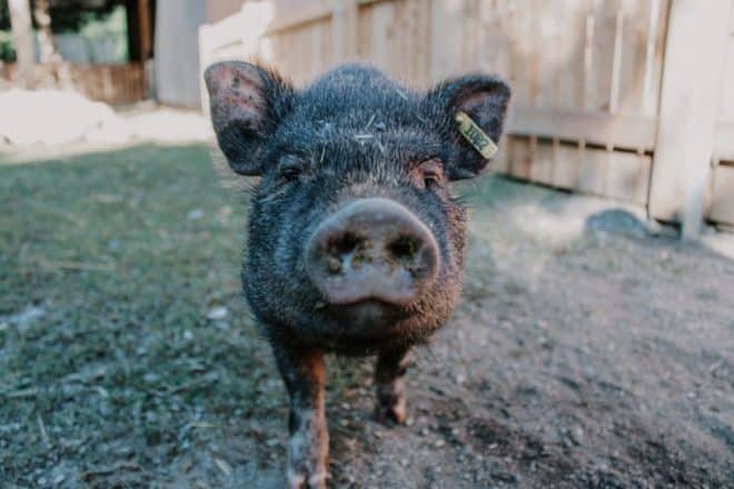 Unser Minischwein im Stall